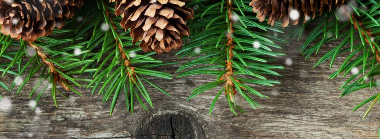 Christmas tree needles and pine cones
