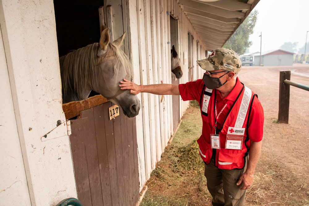 volunteer checks on the wellbeing of a couple of horses 