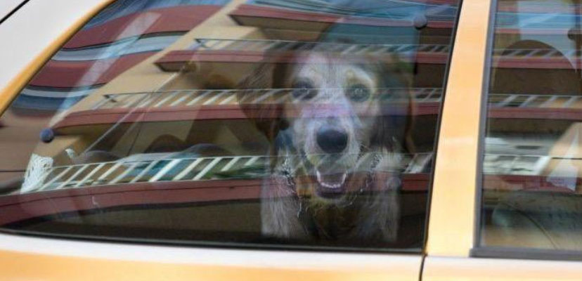 Dog experiencing heat stroke looking out of car window.